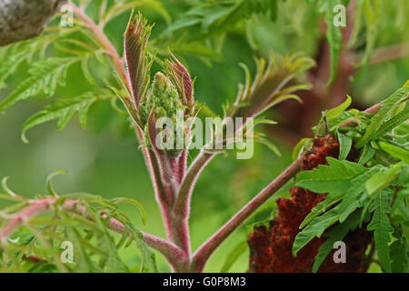 sumac or sumach also known as rhus panicle about to mature close up typhinia staghorn stag-horn Stock Photo