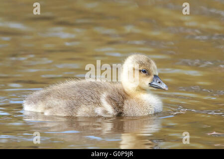 Litte fluffy Greylag gosling swimming in its habitat Stock Photo