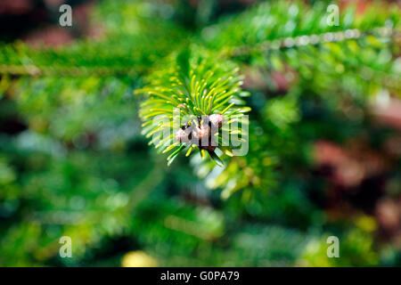 CONIFER, YOUNG SHOOTS FORMING Stock Photo