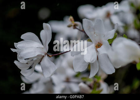 White starlike magnolia kobus flowers close up Stock Photo