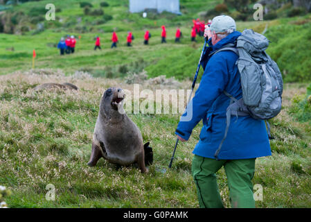 New Zealand, Auckland Islands, South Pacific Ocean, Enderby Island, Sandy Bay. New Zealand sea lion (Phocarctos hookeri). Stock Photo