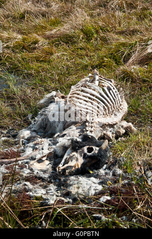 Sheep, ewe, dead, deceased, lifeless, stiff, decomposed, rotted, rotten, decayed, putrid, putrefied, fetid, ribs, rib cage,skull Stock Photo