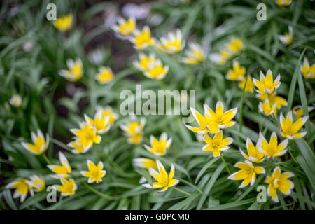 Late tarda tulip tulips flowering Tulipa tarda Stock Photo