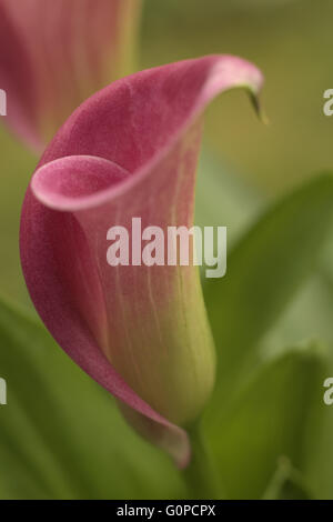 A close-up of a pink Calla lily Zantedeschia houseplant Stock Photo
