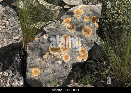 Lichens or fungus growing on limestone rock in the Lake Amistad National Recreation Area near Del Rio, Texas. Stock Photo