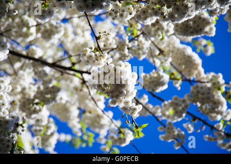 London, UK. 3rd May 2016. White cherry flowers on a sunny morning under blue sky in North London. Weather forecast for the rest of the week is dry, sunny and warm. Credit:  Dinendra Haria/Alamy Live News