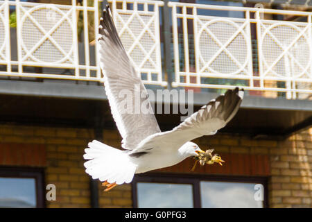 Limehouse Marina, London, UK. 3rd May, 2016. Ducklings may be cute and fluffy to humans but to predators they are just food. This seagull snatched a duckling from the River Thames at Limehouse Marina and flew away with its catch in its beak. London 03 May 2016 Credit:  Mark Baynes/Alamy Live News