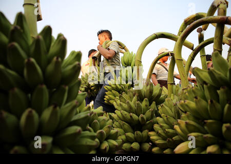 Yangon, Myanmar. 3rd May, 2016. A laborer carries bunches of banana at a jetty of Yangon river in Yangon, Myanmar, May 3, 2016. Myanmar has pledged to promote and protect labor rights, including ending forced labor and stronger enforcement of child labor law in the country, the Ministry of Labor, Immigration and Population said on Monday. © U Aung/Xinhua/Alamy Live News Stock Photo