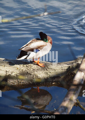 Newcastle Upon Tyne, 3rd May 2016, UK Weather. A Mallard Duck (Aras Platyrhynchos) preening by the lakes edge at Marden Quarry Nature Reserve in Whitley Bay on a sunny day. Credit:  james walsh/Alamy Live News Stock Photo