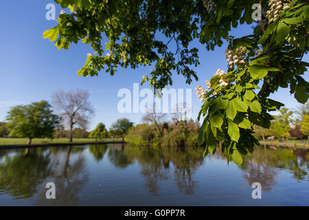 London, UK  4th May, 2016. Beautiful sunny morning in Clissold Park, Stoke Newington, Hackney, London, UK. Copyright Carol Moir/Alamy Live News Stock Photo