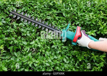 Trimming garden hedge with electrical hedge trimmer Stock Photo