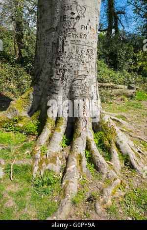 Beech tree covered in carvings of names and initials in woodland at Colemere, Shropshire, UK Stock Photo
