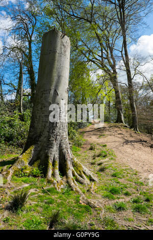 Beech tree covered in carvings of names and initials in woodland at Colemere, Shropshire, UK Stock Photo