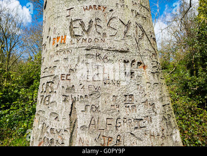A beech tree at Colemere, North Shropshire, covered in names and initials carved into the trunk, England, UK Stock Photo