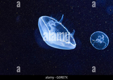 Jellyfish close-up. Isolated on a black background.