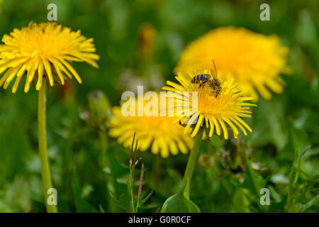 A bee gathers nectar from a dandelion flower Stock Photo