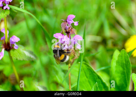 Bumblebee collects nectar from purple flower Stock Photo