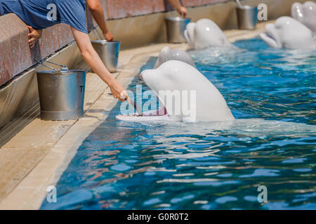 People feeding bulugas Stock Photo