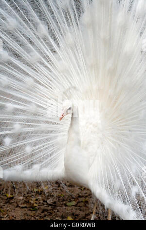 White peacock Stock Photo