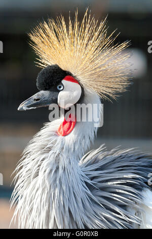 Black crowned crane Stock Photo - Alamy