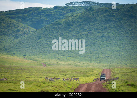 A tourist safari jeep travels along a dirt track amongst wild zebra in the Ngorongoro Crater, Tanzania, East Africa Stock Photo