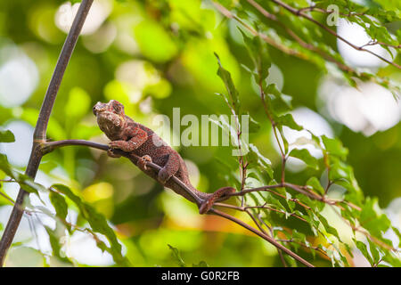 Close up view of Madagascar Lizard sitting on the branch Stock Photo