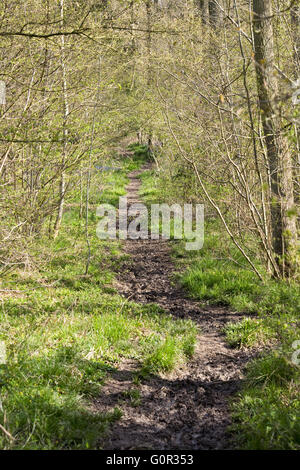 Path through an English wood in Spring. Stock Photo