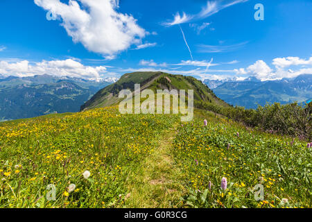 Stunning view on the hiking path on Bernese Oberland with beautiful flowers in foreground and mountain range of the alps in back Stock Photo