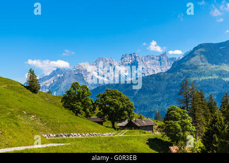 Panorama view on the hiking path on Bernese Oberland with trees in foreground and mountain range of the alps in background, Swit Stock Photo