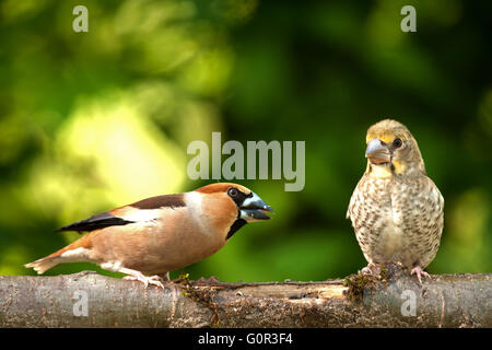 Two's Hawfinch (Coccothraustes coccothraustes), adult and chick sitting together on a branch in a beautiful spring, sunny day. S Stock Photo