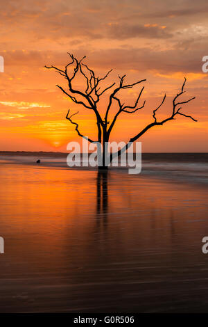The sun rises over a lone dead oak tree on the beach in Botany Bay Plantation WMA on Edisto Island, South Carolina. Stock Photo