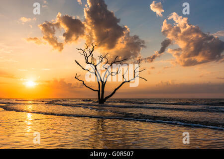 The sun rises over a lone dead oak tree on the beach in Botany Bay Plantation WMA on Edisto Island, South Carolina. Stock Photo