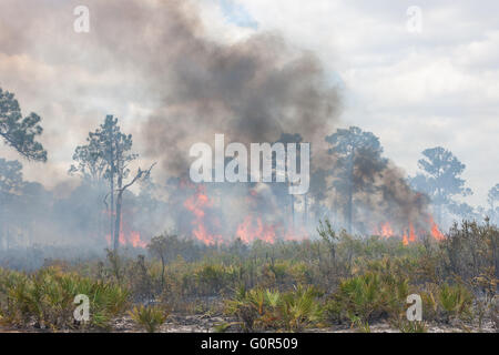 A prescribed fire burns in the pine flatwoods of Highlands Hammock State Park in Sebring, Florida. Stock Photo