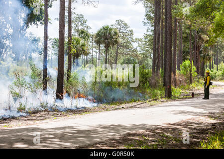 Florida Park Service staff execute a prescribed burn in the pine flatwoods of Highlands Hammock State Park in Sebring, Florida. Stock Photo