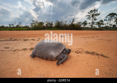A Gopher Tortoise (Gopherus polyphemus) crosses a dirt road in Highlands Hammock State Park in Sebring, Florida. Stock Photo