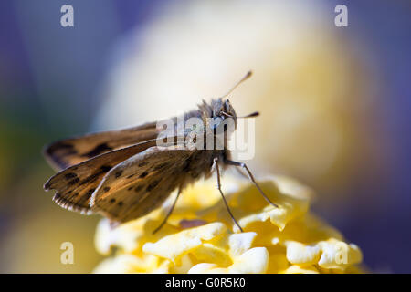 Fiery Skipper adult female perched on Cotton Lavender. Santa Clara County, California, USA. Stock Photo