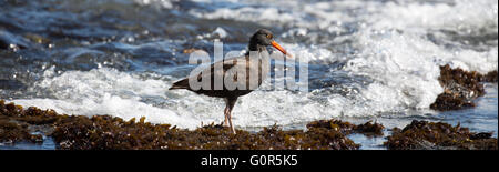 Black Oystercatcher (Haematopus bachmani) foraging on the shores of the Pacific Ocean. Stock Photo