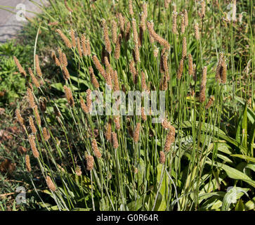Herb Plantago lanceolata a species of genus Plantago known as English plantain, narrowleaf plantain, ribwort plantain,ribleaf,. Stock Photo