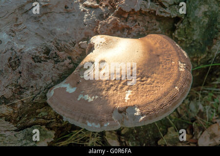 Ganoderma applanatum, Artist's Fungus Stock Photo