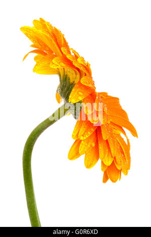Beautiful orange gerbera on a white background Stock Photo