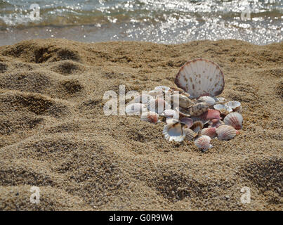 Group of different seashells collected on pile on a sandy beach by the sea Stock Photo
