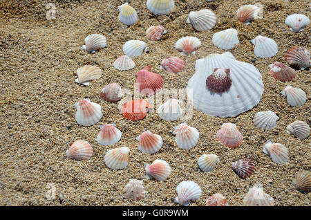 Group of different seashells collected on a sandy beach Stock Photo