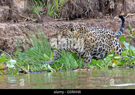 Jaguar (Panthera onca) in the water, Cuiaba river, Pantanal, Mato Grosso, Brazil Stock Photo