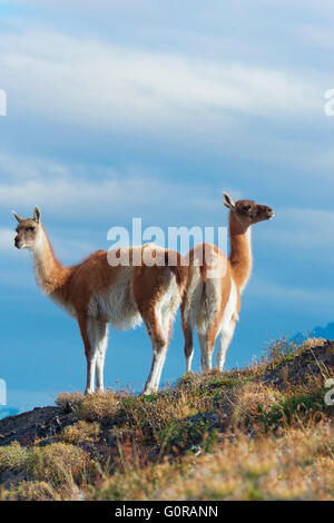 Guanacos (Lama guanicoe) on a ridge, Torres del Paine National Park, Chilean Patagonia, Chile Stock Photo