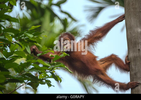 Juvenile Bornean Orangutan on a tree and feeding on leaves Stock Photo