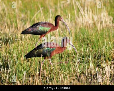 A pair of white-faced ibis in spring at Seedskadee National Wildlife Refuge May 2, 2016 in Sweetwater County, Wyoming. Stock Photo