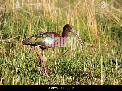 A white-faced ibis in spring breeding plumage at Seedskadee National Wildlife Refuge May 2, 2016 in Sweetwater County, Wyoming. Stock Photo