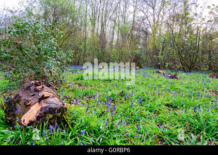 Eastham Country Park is situated on the Wirral bank of the River Mersey and provides superb views across the estuary with its abundant birdlife. Stock Photo