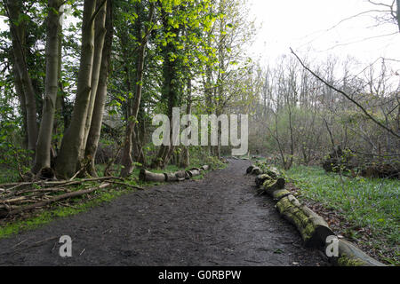 Eastham Country Park is situated on the Wirral bank of the River Mersey and provides superb views across the estuary with its abundant birdlife. Stock Photo