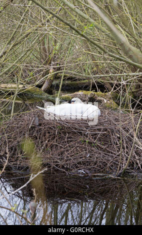 Mute Swan (Cygnus olor) on nest, England, UK Stock Photo